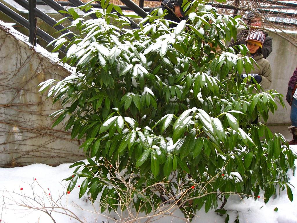 Az örökzöld nem alszik, csak alva jár