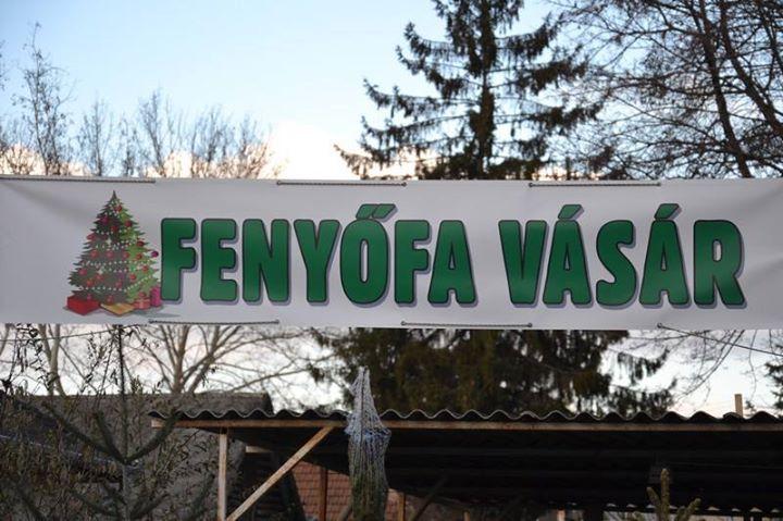 Arról, hogy miért ne legyen lelkiismeret furdalásod, ha vágott fenyőt veszel